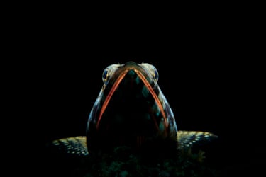 Lizardfish on a dark background