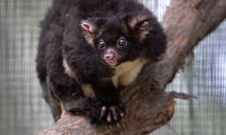 A greater glider.