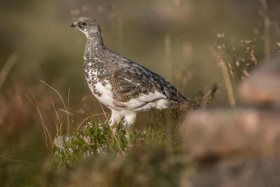 Ptarmigan con vestido de verano.