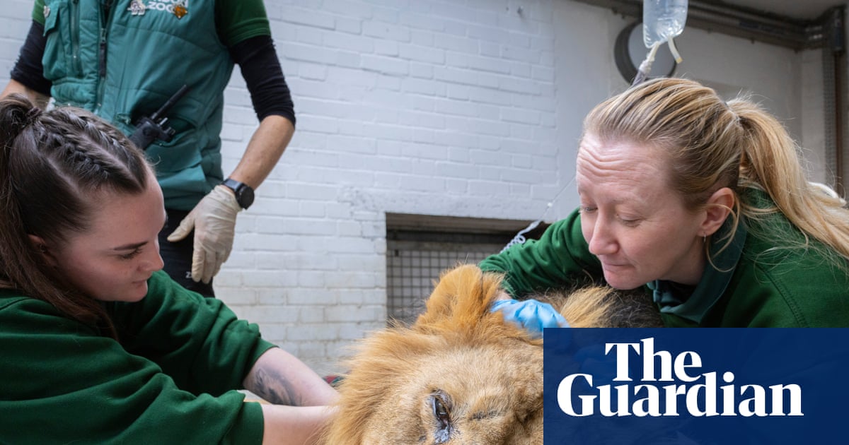 From sleeping lions to spitting snakes: a year in the life of London zoo vets