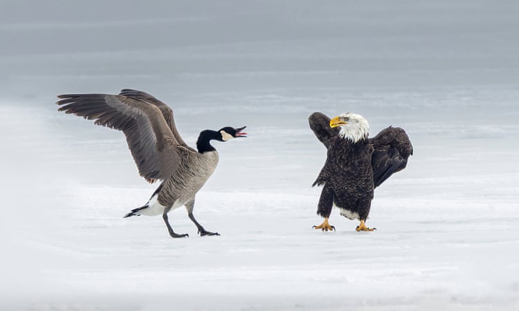 Canada goose vs. bald eagle: Photographer captures bird battle on Lake Ontario Canada goose vs. bald eagle: Photographer captures bird battle on Lake Ontario
