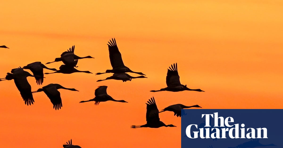 Weatherwatch: Climate crisis fuelling steep fall in migratory bird numbers