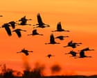 Weatherwatch: Climate crisis fuelling steep fall in migratory bird numbers