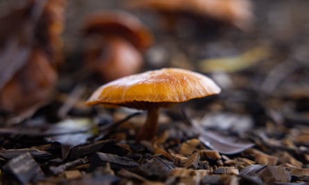 A brown mushroom in leaf litter