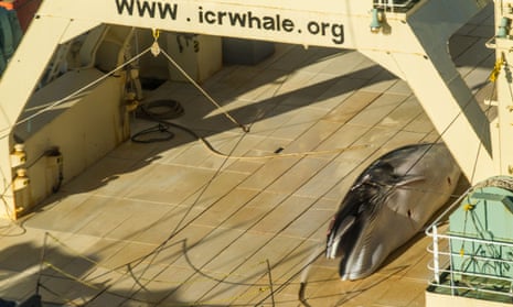 An image taken from a helicopter of a minke whale onboard the Nisshin Maru, part of the Japanese whaling fleet.