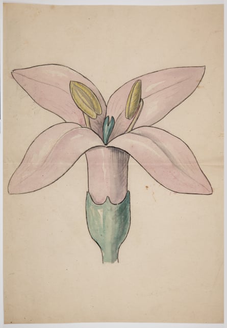 A pink four-petalled flower with two yellow stamens