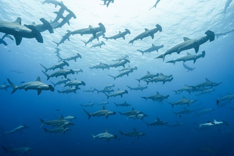 At least 40 hammerhead sharks seen from below