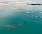 Female dolphins remember who is aggressive when choosing a mating partner, research shows