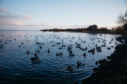 A large number of ducks near the shore of the lough