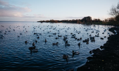 Ducks along the shoreline