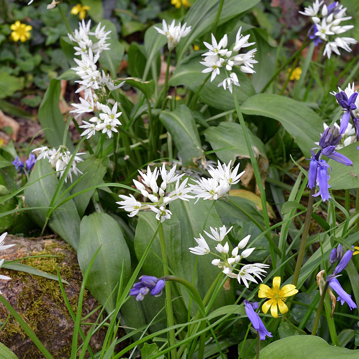pix Wild Garlic Pictures where the wild garlic grows plants