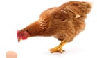 Chicken or egg? One zoologist’s attempt to solve the conundrum of which came first