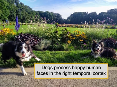 Two happy looking collies in a park or garden in front of a flower bed; one is jumping towards the camera. The image is captioned: Dogs process happy human faces in the right temporal cortex.