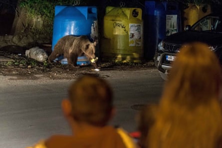 Foraging bears on the streets of a town at night.