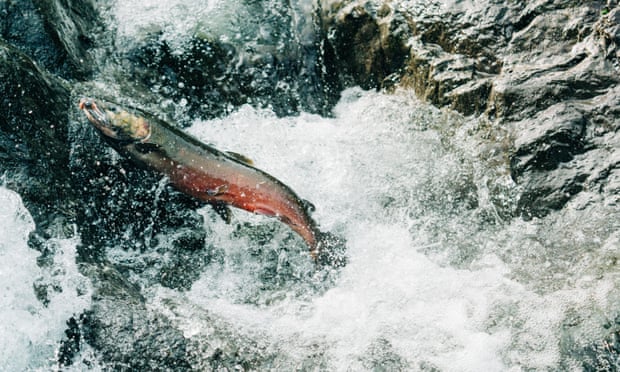 A coho salmon jumping up a waterfall
