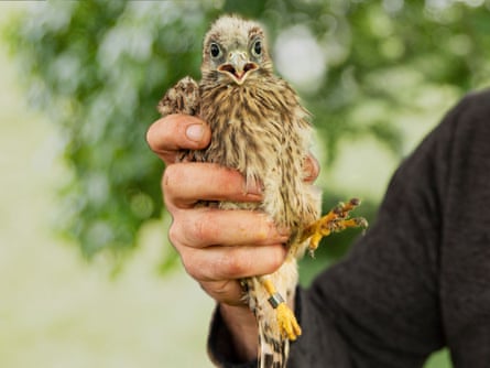 A kestrel chick in Fuller’s hand