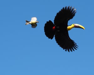 Uvita, Costa Rica ‘Toucans don’t just eat sugared cereal – they are omnivorous, and use those large bills on small prey. This toucan ransacked a kingbird nest, probably eating some chicks, and the parents responded. I managed to wheel and capture the chase as it happened.’
