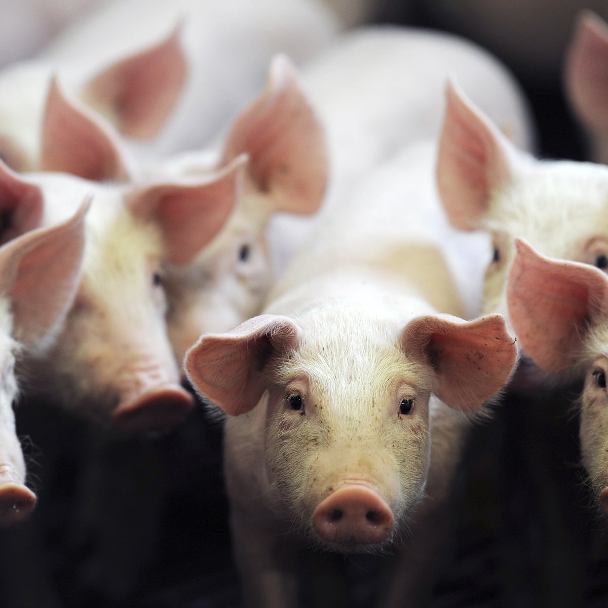It Isn T Just Halal Slaughter That Britain Needs To Make More Humane Animal Welfare The Guardian