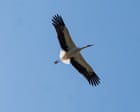 ‘They do look majestic’: tears and pride as first white storks set free in Cornwall