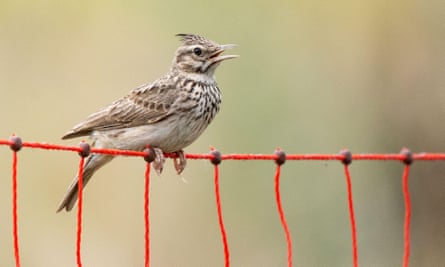 A rare Crested Lark sits by a protective fence stretched around its breeding area in Walldorf, Germany. 