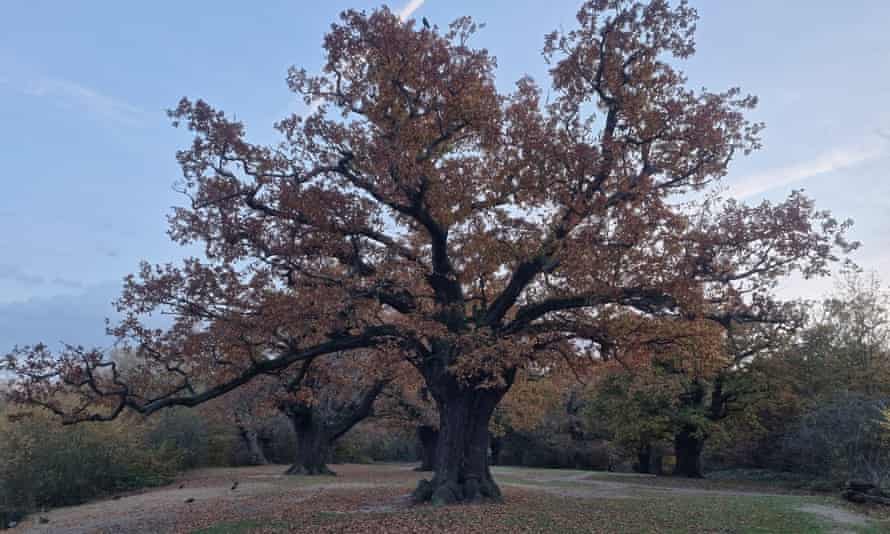 A spreading oak near the village of High Beach
