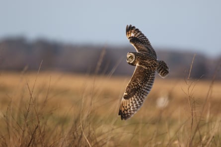 An owl swoops along a field on the Somerleyton estate