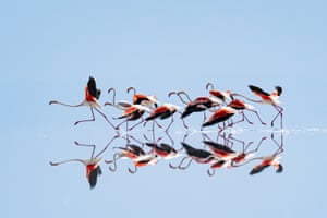 Flamingos preparing to take flight are reflected on Lake Tuz, which hosts thousands of flamingos every year, in Ankara, Turkey. This year, the lake has seen a decline in flamingo numbers due to drought, prompting the birds to shift their migration route to other wetlands across Turkey