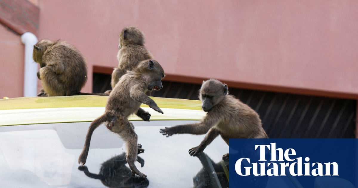 ‘It’s hard to sell a house when it’s covered in baboon faeces’: Cape Town divided over plan to remove its monkeys