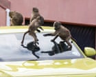 ‘It’s hard to sell a house when it’s covered in baboon faeces’: Cape Town divided over plan to remove its monkeys
