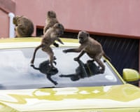 Two baboons raid food out of bags next to a car on a house driveway on which more baboons are sitting.