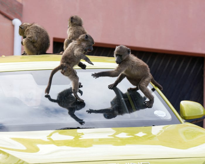 ‘It’s hard to sell a house when it’s covered in baboon faeces’: Cape Town divided over plan to remove its monkeys