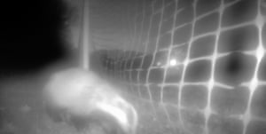 A badger is caught on CCTV on the football pitch at Warsash Wasps Sports and Football Club near Southampton, UK. A children’s football club is in crisis after its pitch was destroyed by ravenous badgers. Coaches were baffled when holes started appearing in the previously pristine surface. They even installed CCTV to try to catch the culprits and were amazed to discover it was a pair of badgers, visiting from a nearby churchyard