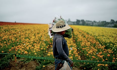 A farm worker in Carlsbad. California has the country’s most expansive ‘sanctuary’ law, restricting police from questioning people about their citizenship status. 