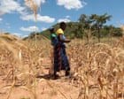 El Niño could push 50m people into acute hunger before end of next year