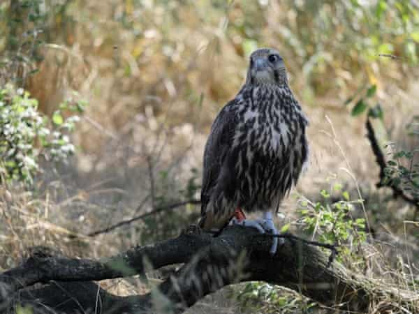 A newly released saker falcon