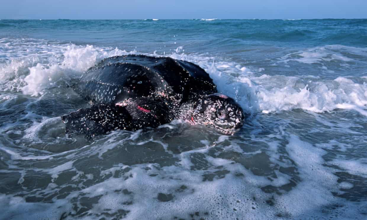 Floridas Sea Turtles