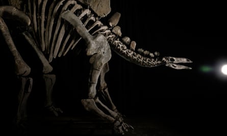 Dinosaur fossils are arranged in an aggressive attack pose