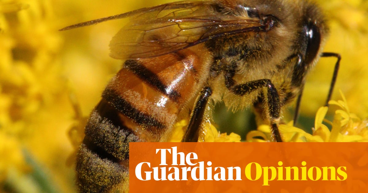 Insects are vanishing from our planet at an alarming rate. But there are ways to help them | Dave Goulson
