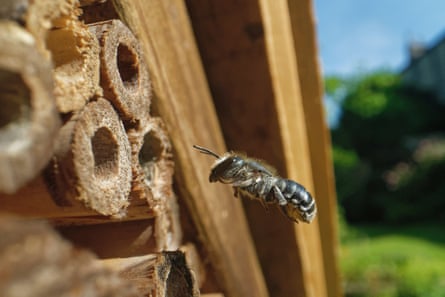 A bee flying into the wooden tube of an insect hotel