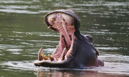 A hippopotamus in the Zambezi River.