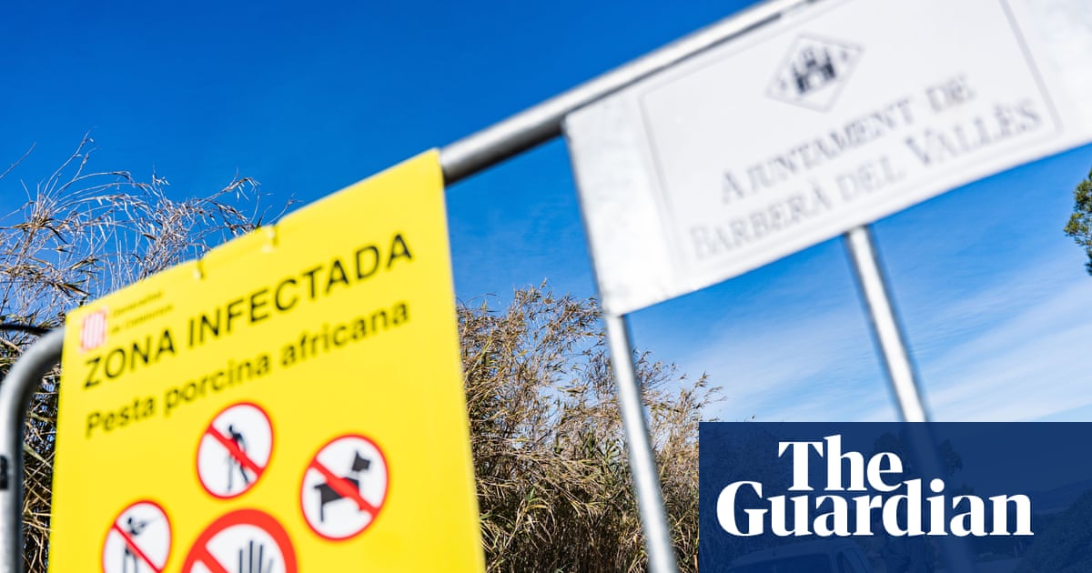 African swine fever outbreak in Spain may have leaked from research lab, officials say
