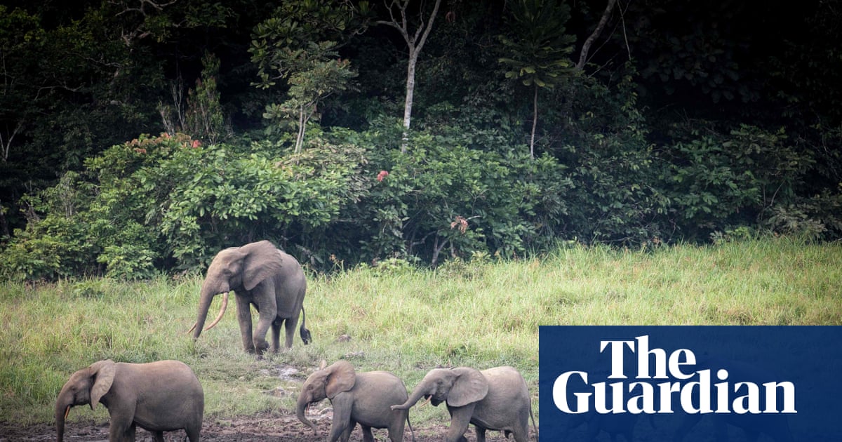 How much is an elephant worth? Meet the ecologists doing the sums
