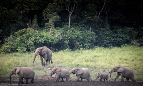By one measure, the services of forest elephants are said to be worth $1.75m each