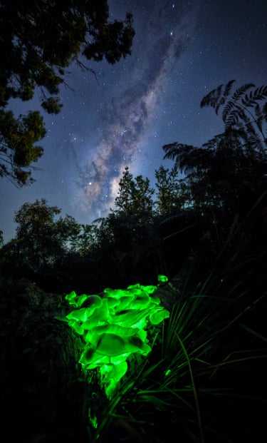 Glowing green fungus under night sky with milky way visible