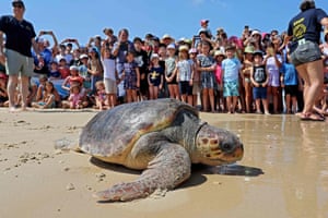 Beit Yanai, Israel: people watch a sea turtle make its way into the Mediterranean