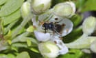 Bees added to US endangered species list for the first time