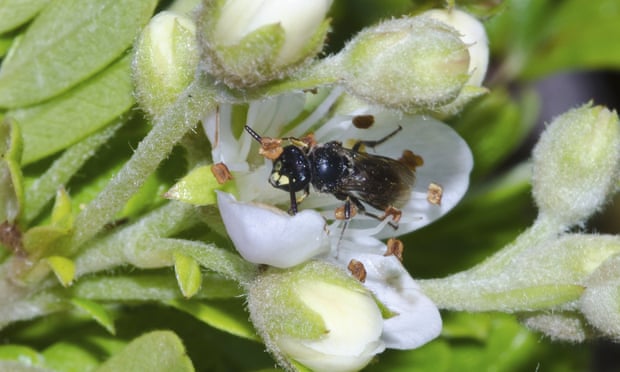 Bees added to US endangered species list for the first time 4928
