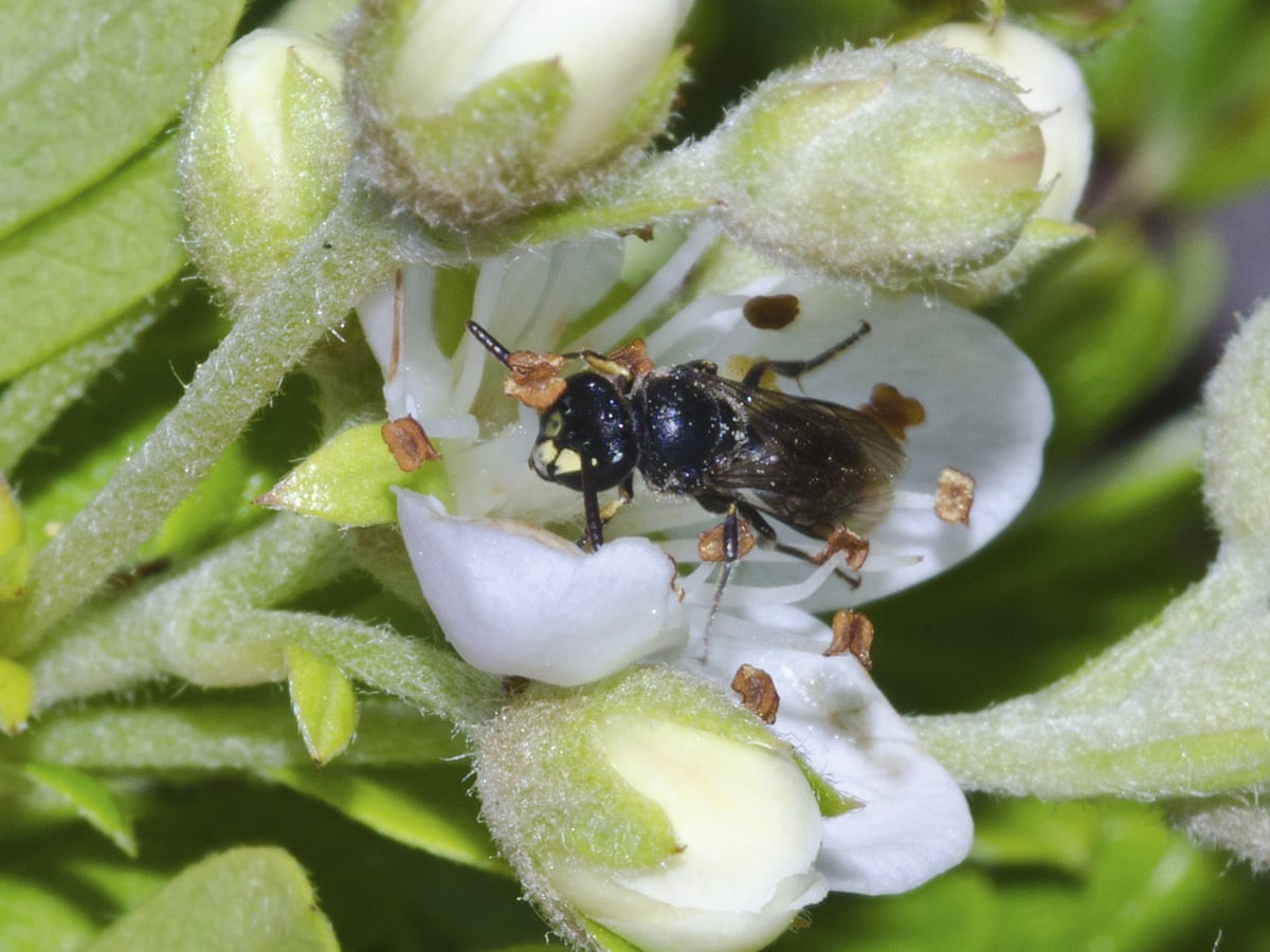 Bees Added To Us Endangered Species List For The First Time Bees The Guardian Bees On Endangered List 2022