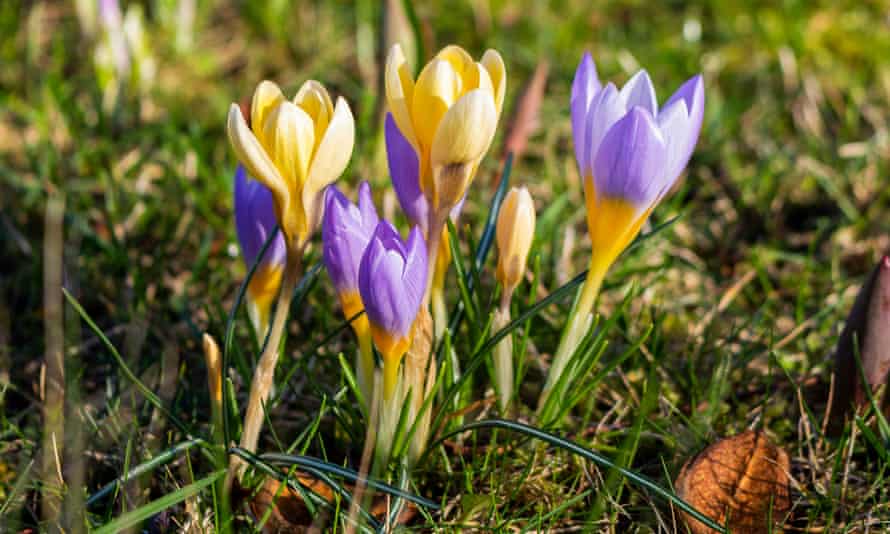 It is a little puzzling': readers on early signs of spring | Spring | The Guardian