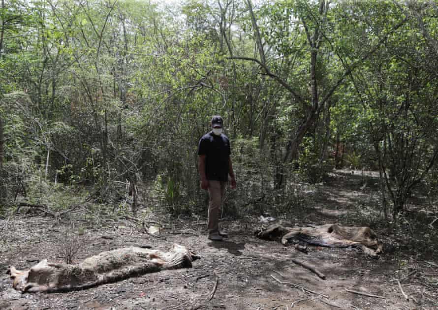 Un granjero observa los restos de cerdos muertos.